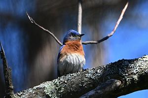 038 Bluebird, Eastern, 2023-05070004 Ipswitch river Wildlife Sanctuary,  MA
